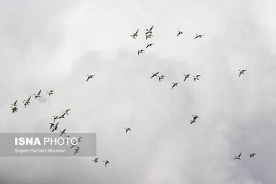  هوای خوزستان؛ ۱۳ شهر «قابل قبول»، ۴ شهر «نارنجی»