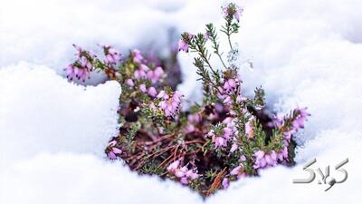 هشدار مهم درباره سامانه بارشی جمعه/ این استان‌ها زیر برف و سرما می‌روند - مجله اینترنتی کولاک