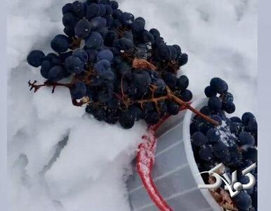 برداشت انگور از زیر یک متر برف در ایران؛ طراوت انگورها را ببینید - مجله اینترنتی کولاک