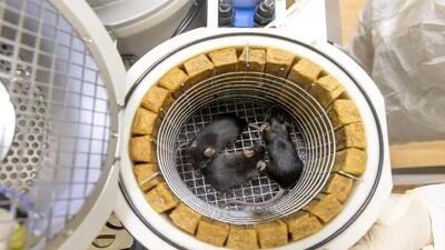 موش های فضاگرد چینی: زایمانی سالم پس از بازگشت به زمین