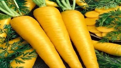  همه چیز درباره جینسینگ ایرانی ؛ شاه‌کلید تقویت قوای جنسی و باروری
