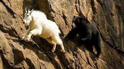 مستند حیات وحش؛ بزهای کوهی با سم هاشون با جاذبه می جنگن