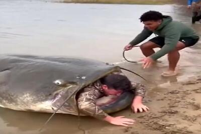  معماری طبیعت؛ مرد اسیر تو دهن گربه ماهی رو بیرون میکشن ولی گیر کرده