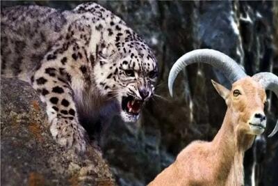  مستند حیات وحش؛ پلنگ برای شکار بز با جون و جاذبه بازی میکنه