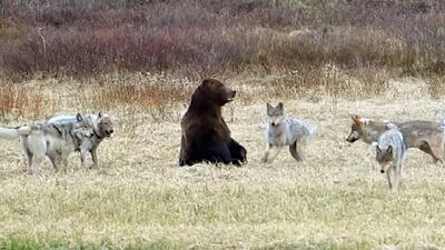 مستند حیات وحش؛ شش گرگ خرس سیاه رو محاصره کردن
