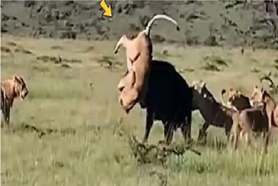  مستند حیات وحش؛ جدال انزجاری شیر و بوفالو با نظارت کفتارهای مبهوت