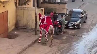 شترها نیز در مصر برای استقبال از سال نوی میلادی آماده می‌شوند