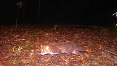  کشف نوعی گربه وحشی در تایلند که در 30 سال گذشته دیده نشده بود