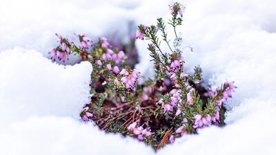  هشدار  مهم درباره سامانه بارشی جمعه/ این استان‌ها زیر برف و سرما می‌روند