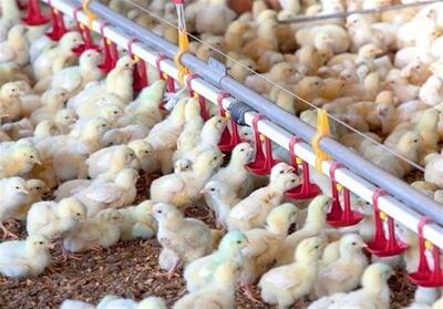 افزایش 14 درصدی جوجه‌ریزی در چهارمحال و بختیاری - تسنیم