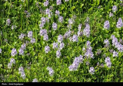 اکوسیستم شمال زیر تیغ «شیطان بنفش»/ خطر زیبایی مرگبار - تسنیم