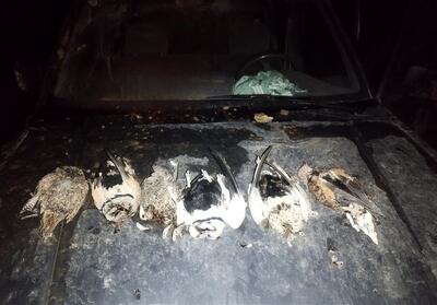 دستگیری 11 گروه شکارچی جانوران وحشی در خواف - تسنیم