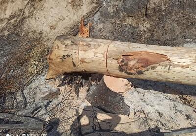 آماده‌باش کامل منابع طبیعی گلستان/برخورد با متخلفان در عرصه‌های جنگلی - تسنیم