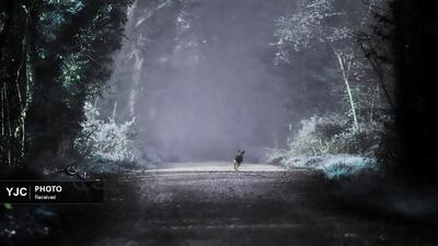 برترین عکس‌های جایزه عکاس جوان از حیات وحش ۲۰۲۵