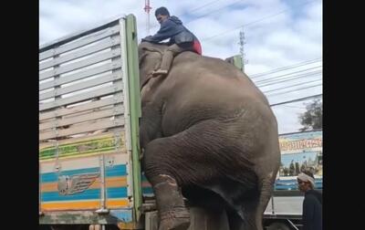  سوار شدن فیل غول پیکر در کامیون در تایلند