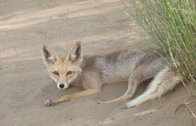 از خشکسالی تا غذا دهی شهروندان/چرا روباه‌ها به معابر تهران رسیده‌اند؟