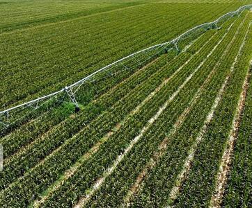 معاون وزیر جهاد کشاورزی: ۹۹ درصد از بذر کشور در داخل تولید می‌شود