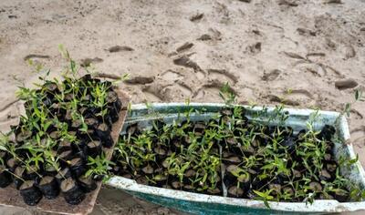  استفاده از «آب خاکستری» برای جنگل‌کاری و تولید نهال حرا در هرمزگان