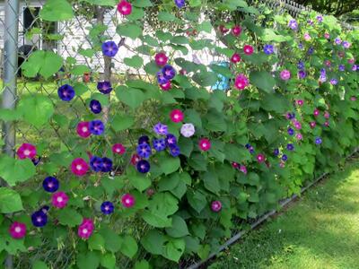  آموزش و راهنمای گام به گام پرورش گل نیلوفر پیچ