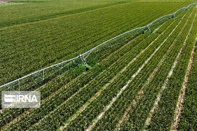 معاون وزیر جهاد کشاورزی: ۹۹ درصد از بذر کشور در داخل تولید می‌شود