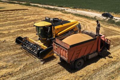 پایان کشت گندم با یک هشدار؛ نهاده‌ها همچنان چالش تولید است