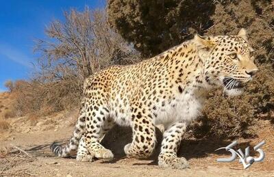 لحظه رهاسازی پلنگ شهمیرزاد در زیستگاه طبیعی | ببینید - مجله اینترنتی کولاک