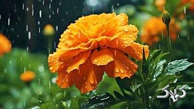 سامانه بارشی جدید امروز وارد می شود/ امروز و فردا در این مناطق بارش خواهیم داشت - مجله اینترنتی کولاک