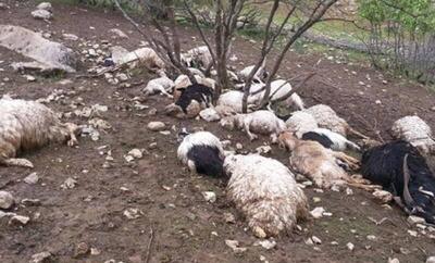 تجویز اشتباه دامپزشکی در خراسان‌شمالی ۲۵ راس دام سبک را تلف کرد