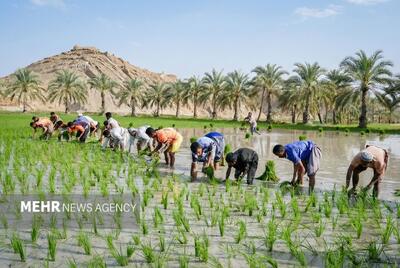 قیمت کالاهای اساسی امروز جمعه ۱۲ دی ۱۴۰۴ در بازار جهانی