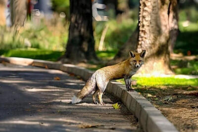 دلیل آمدن روباه‌ها به داخل شهر تهران چه بود؟