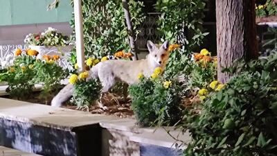  راز حضور شبانه روباه ها در تهران فاش شد + جزئیات