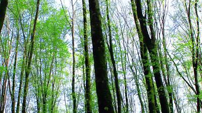 جنگل‌های هیرکانی زیر تیغ تبر؛ میراث جهانی در خطر سیلاب و قاچاق چوب