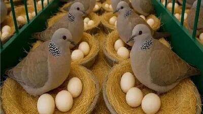 بازار پرسود گوشت کبوتر؛ آشنایی با مراحل فرآوری و پرکنی / فیلم