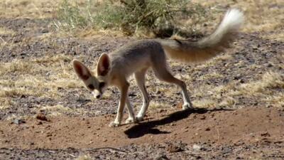 ورود روباه‌ها به تهران  + فیلم