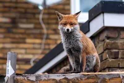 چرا روباه ها به تهران آمده اند؟!