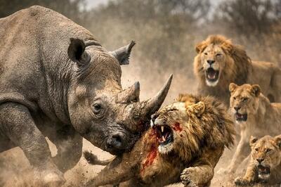  انتقام حیات وحش/کرگدن به عنوان انتقام سر شیرها را می کنه