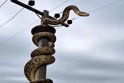  معماری طبیعت؛ سیم برق لخت بود مار رو شقه کرد