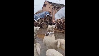  سواری گربه بر پشت گوسفند لذت‌بخش بود