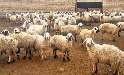 کشتار دام‌های مولد کماکان ادامه دارد