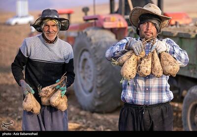 هسته‌ای در کشاورزی ــ 71   |اصلاح چغندرقند برای قنددهی بیشتر - تسنیم