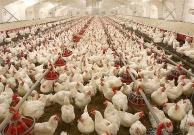 جوجه ریزی و توزیع به موقع نهاده‌ها به تاخیر نیفتد - تسنیم