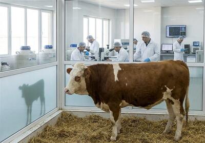 معجزه IVF دامی؛ تولید 20 گوساله از یک گاو در سال به جای یک گوساله! - تسنیم