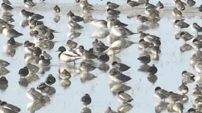  قابی زیبا از پرندگان مهاجر میانکاله