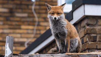 دلیل حضور روباه‌ها در تهران
