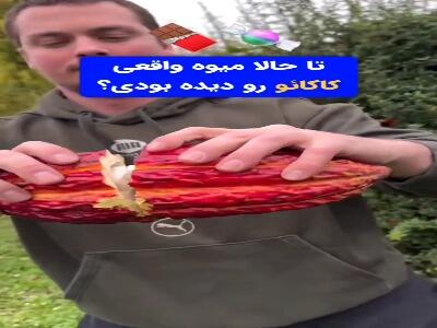  از دل جنگل‌های بارانی، جایی که جادو متولد میشه…
