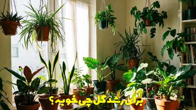  برای رشد گل چی خوبه خانگی؟ ترفندهای رشد سریع گیاهان آپارتمانی