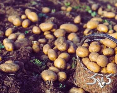 افسانه‌های غلط درباره سیب زمینی - مجله اینترنتی کولاک