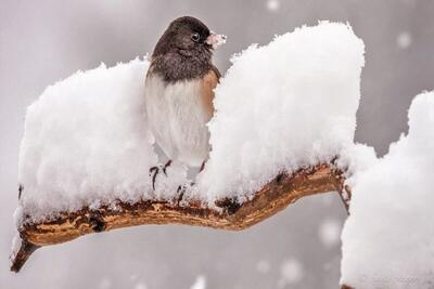تداوم برف و باران در ۱۸ استان کشور