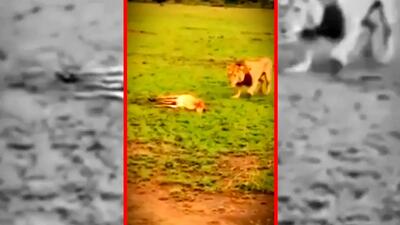  فیلم / شیر غذای کفتار را تصاحب می کند