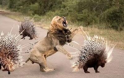  مستند حیات وحش؛ جوجه تیغی استراتژیک خاراشو فرو میکنه شیر بفهمه سلطان کیه